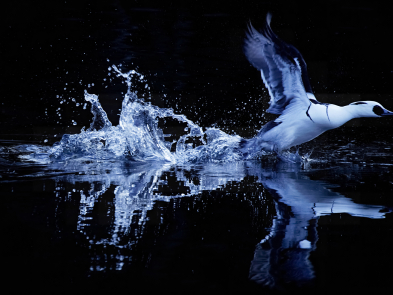 Birdo - az év madárfotósa nemzetközi fotópályázat képei