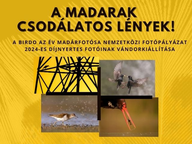 Birdo - az év madárfotósa nemzetközi fotópályázat képei