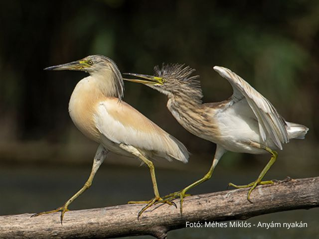XXV. Nemzetközti Magyar Fotószalon kiállítása